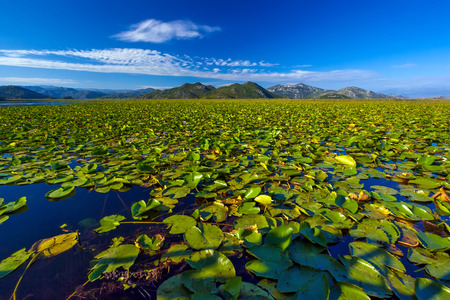 A huge field with lilies. Skadar Lake. Montenegro.の写真素材
