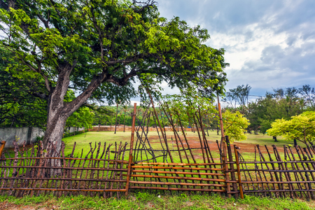 A large tropical tree behind a bamboo branches on a farm. Rural Gili Trawangan, Indonesia.の写真素材