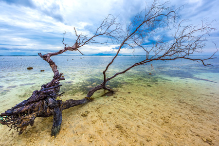 A withered tree lies on the shore of the Bali Sea, against the background of the cloudy sky of Mount Gunung Agung. The coastline of the Gili Trawangan island, Indonesia.の写真素材