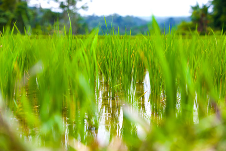 Close-up fresh green rice field natural background, young rice in farm flooded with water. Rice fields in Bali island, Ubud, Indonesia.の写真素材