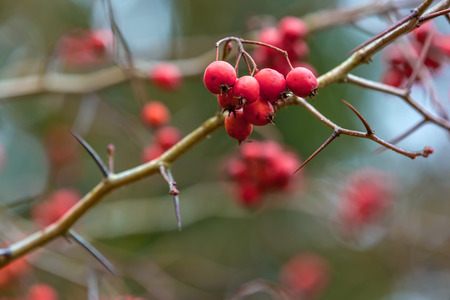 Red berries on a tree closeup, copy space for text. The branch of hawthorn with thorns.の写真素材