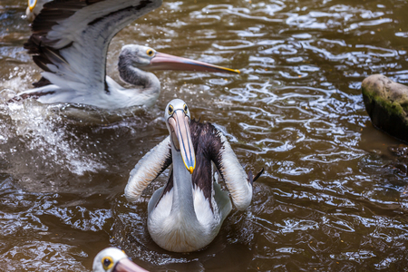 Funny pelican with mouth wide open standing Bird head up and beak showing the inside.の写真素材