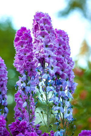 Bright purple flowers in country cottage area. Vertical frame. Delphinium flower lilac on a blurred green background.の写真素材