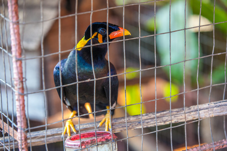 Myna Acridortheres javanicus us background tw tw tw tw tw tw tw Beautiful bird in a cage, Thailand.の写真素材