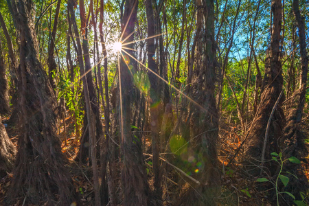 Dried tree trunks are wrapped around brown ivy, rays of light from the sun.の写真素材