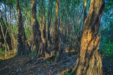 Dried tree trunks are wrapped around brown ivy.の写真素材