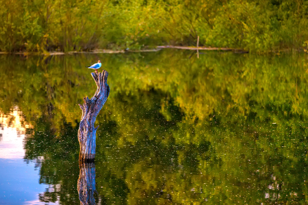 The bird sits on a dried-up stump in the middle of the lake in a yellow green environment of trees in the forest reflecting on the surface of the water.の写真素材