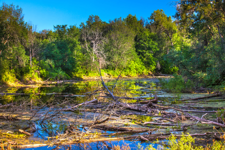 Many dry branches and trees in the local littered river on a sunny summer day in a green forest.の写真素材