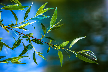 Green oblong leaves of a willow tree on a branch against a blue sky on a summer sunny day.