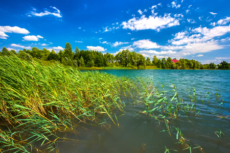 Summer daytime landscape on a lake with grassy thickets on the shore, close-up turquoise water, against the colorful coastline of green trees and a bright blue sky.の写真素材