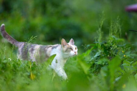 A white gray sly cat walks on a green lawn with its tail sticking out and its ears and eyes dirty.の写真素材