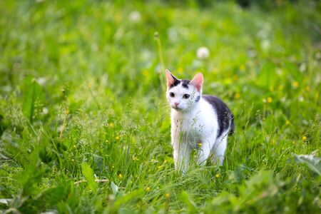 A black white young cat with big yellow eyes walks on a green high lawn lit by bright sunlight.の写真素材