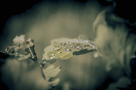 dropsの写真素材