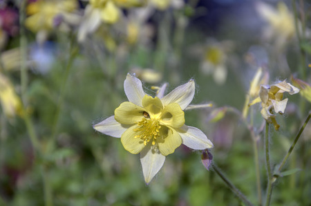 Aquilegiaの写真素材