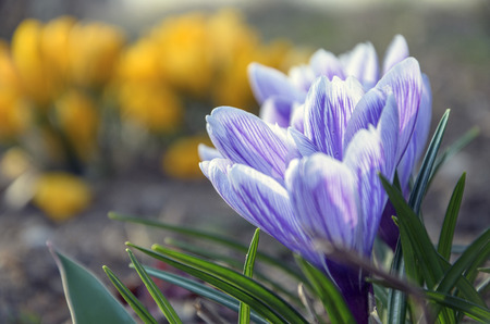 Blue crocuses on flower beds