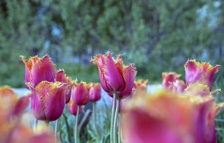 red tulipsの写真素材