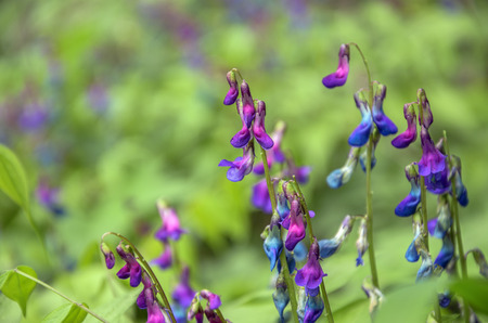 Wild flowers in forest in spring,Russiaの写真素材