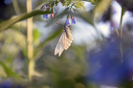 White butterflyの写真素材