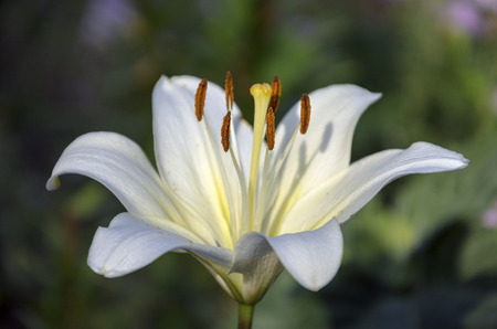 White lilyの写真素材