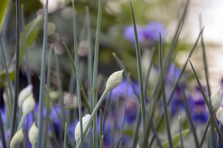 Allium schoenoprasumの写真素材