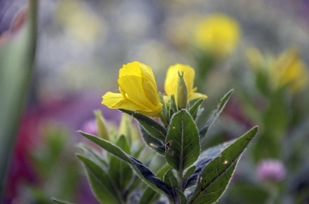 Oenotheraの写真素材