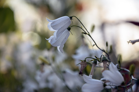 White bellsの写真素材