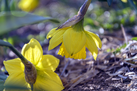 Whisper of daffodilsの写真素材