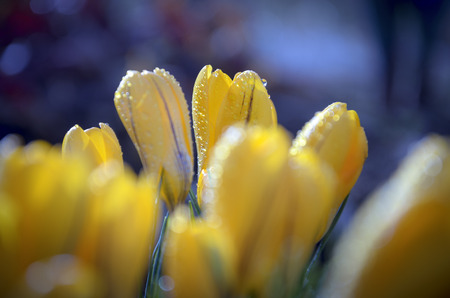 Yellow crocuses on the flower bedの写真素材