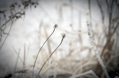 Frozen grassの写真素材