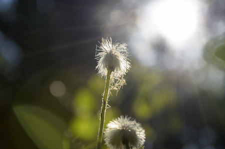 Flowersの写真素材