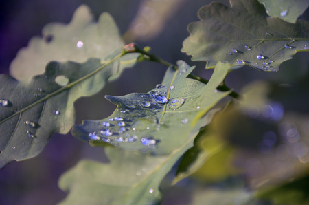Drops of dewの写真素材