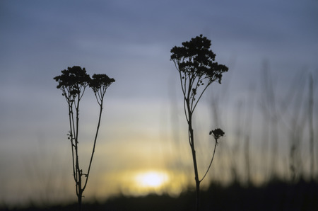 Silhouetteの写真素材