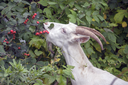 Goatの写真素材