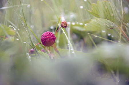 Wild strawberry