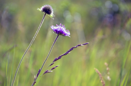 Meadow flowersの写真素材