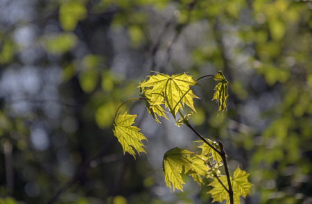 mapleの写真素材