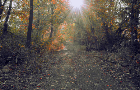 Road in forest