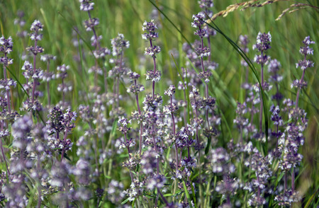 Meadow flowers
