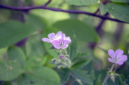 Wild flowers in forest in spring,Russia