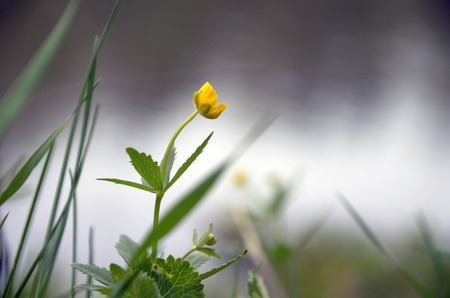 Wild flowers in forest in springの写真素材