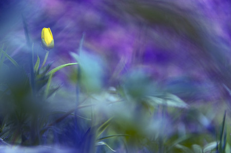 Wild flowers in forest in springの写真素材
