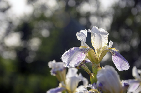 Iris