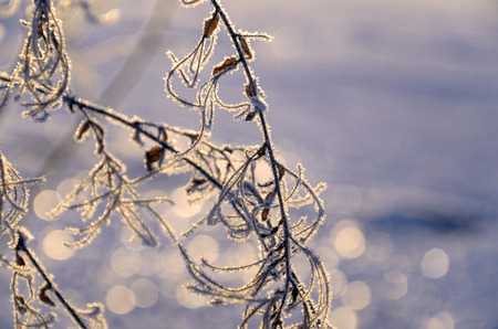Nature in winterの写真素材