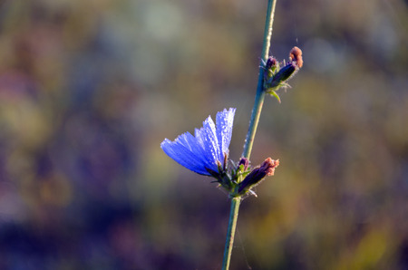 Chicoryの写真素材