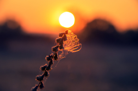 Sunsetの写真素材