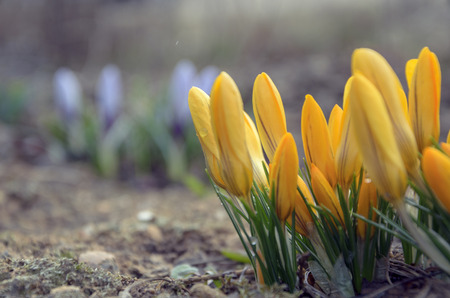 Yellow crocusesの写真素材