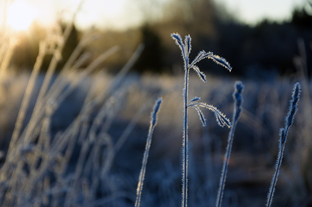 Grassの写真素材