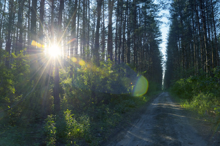 Road in forestの写真素材