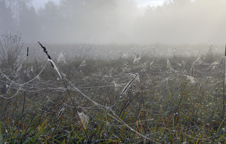 Spider web in the meadowの写真素材