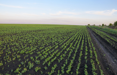 Soy green fieldの写真素材